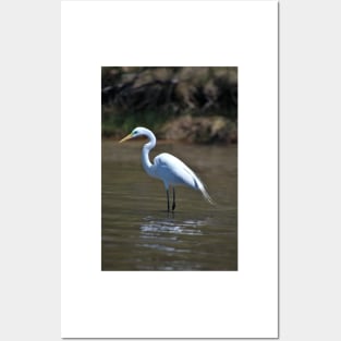 Green eyed Egret Posters and Art